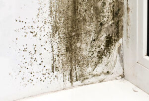 Mold Cleanup Marshall NC