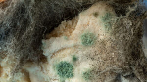 Types of Toxic Mold: Identifying Various Fungus & Understanding Their Health Risks