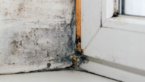 What is Mold? Understanding the Fungus Among Us